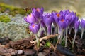 Macro of two bees with pollen bags approaching crocuses in spring Royalty Free Stock Photo