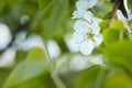 Macro of two blooming pear blossoms