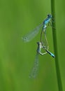 Macro of two damselfly dragonflies making love Royalty Free Stock Photo