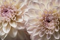 Macro Two Delicate White Dahlia Flowers Royalty Free Stock Photo