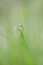 Two tiny dewdrops Royalty Free Stock Photo