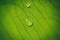 Macro of two drops of water in a leaf. Natural environment Royalty Free Stock Photo