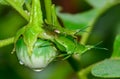 Macro of two grasshopper are breeding by hanging eggplant