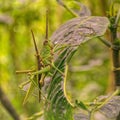 Two grasshoppers mating on a leaf