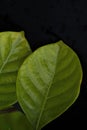 Macro of two green leaf with water drops Royalty Free Stock Photo