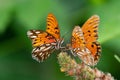 Macro of two gulf fritillary orange butterflies on a plant.