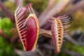Macro of two insectivorous venus fly trap (Dionaea muscipula) Royalty Free Stock Photo