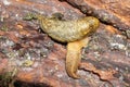 Macro of two light-colored Caucasian mollusk slug of Arion ater Royalty Free Stock Photo