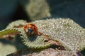 Macro of two little ladybirds on a leaf Royalty Free Stock Photo