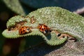 Macro of two little ladybirds on a leaf Royalty Free Stock Photo