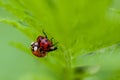 Macro of Two Mating Ladybugs Royalty Free Stock Photo