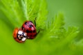 Macro of Two Mating Ladybugs Royalty Free Stock Photo