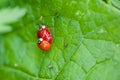 Macro of Two Mating Ladybugs Royalty Free Stock Photo