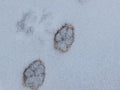 Macro of two, perfect footprints of fox Vulpes vulpes in mud visible under cover of white snow on the ground. Animal path Royalty Free Stock Photo