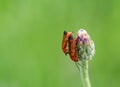 Two red common soldier beetles macro