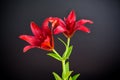 Macro of two red lilies isolated on black Royalty Free Stock Photo