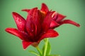 Macro of two red lilies isolated on green Royalty Free Stock Photo