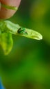 Macro of two shiny golden tortoise beetles mating on a green leaf with a vibrant blurred background. Royalty Free Stock Photo