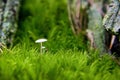 Macro Of Two White Mushrooms In Moss