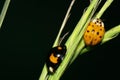 Macro two yellow-black ladybirds with wings creeping in the gras Royalty Free Stock Photo