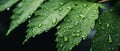 Dewdrops on leaves. Close-up macro view of a rain-soaked leaf covered in droplets, texture, rainy day. AI generated.