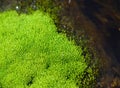 Macro of ulva alga Royalty Free Stock Photo