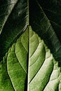 Macro of the underside or abaxial face and beam of mulberry leaves, green background of nature leaves