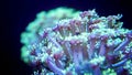 Macro underwater phto oof colroful sea anemone tentacles on coral reef Royalty Free Stock Photo