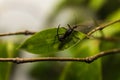 Macro of unique ant with 2 stag on its back Royalty Free Stock Photo