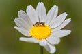 oxeye daisy with a bee Royalty Free Stock Photo