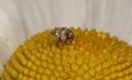 Macro of a varied carpet beetle (Anthrenus verbasci)