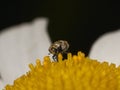 Macro of a varied carpet beetle (Anthrenus verbasci)