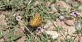 Macro Variegated Fritillary Butterfly Euptoieta Claudia
