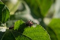 Macro Variegated Fritillary Caterpillar Eating Green Leaf Royalty Free Stock Photo