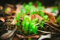 Macro vegetation in the forest Royalty Free Stock Photo