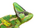 Macro on a veiled chameleon head, Chamaeleo calyptratus Royalty Free Stock Photo