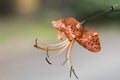 Macro of a very beautiful tiger lily from the island of the palm of Spain