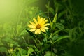 Macro vew of Heliopsis helianthoides. Beautiful yellow flower on blurred background. Heat and drought tolerant Yellow Wild Flower