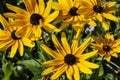 Macro vew of Heliopsis helianthoides. Beautiful yellow flower on blurred background. Heat and drought tolerant Yellow Wild Flower