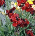 Macro of bright, vibrant, colorful wallflowers