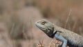 The macro video of The brilliant ground agama , Trapelus agilis sitting on thorn