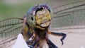 Macro video of a dragonfly`s face. huge reticulated eyes close up. detailed view of an insect