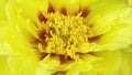 macro video time lapse of a beautiful yellow peony blooming on a white background, macro photography, movement of petals