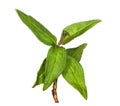 Macro Vietnamese Coriander herb plant