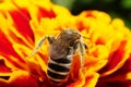 Macro view of the abdomen and the wings of a bee on a wild Caucasian tagetes Royalty Free Stock Photo