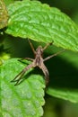 Macro view from above of a brown-gray wolf-spider Arachnida on a