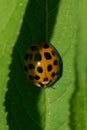 Macro view from above of Caucasian yellow ladybird resting on gr Royalty Free Stock Photo