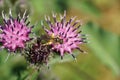 Macro view from above of fluffy Caucasian wild bee Macropis fulvipes on inflorescences of agrimony Arctium lappa in summer Royalty Free Stock Photo