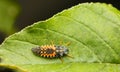 Ladybird larva top view Royalty Free Stock Photo