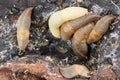 Macro view from above of multicolored adults of light Caucasian